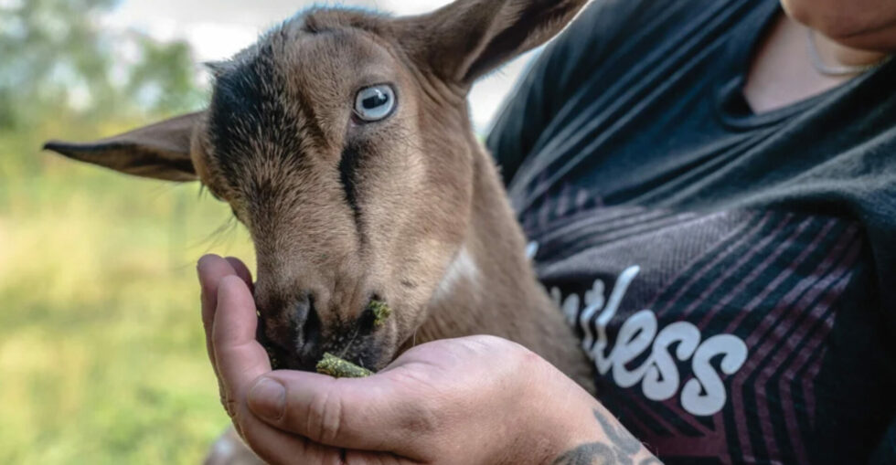 Featured image for “Fresh Start on the Farms”